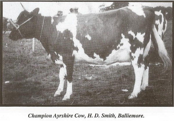 Champion Ayrshire Cow, H.D. Smith, Balliemore.